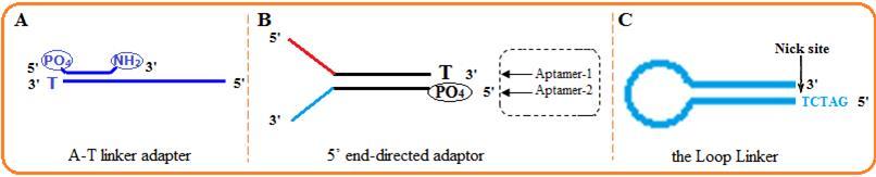 The Illustrations of the functional nucleic acids used in the GMO detection.