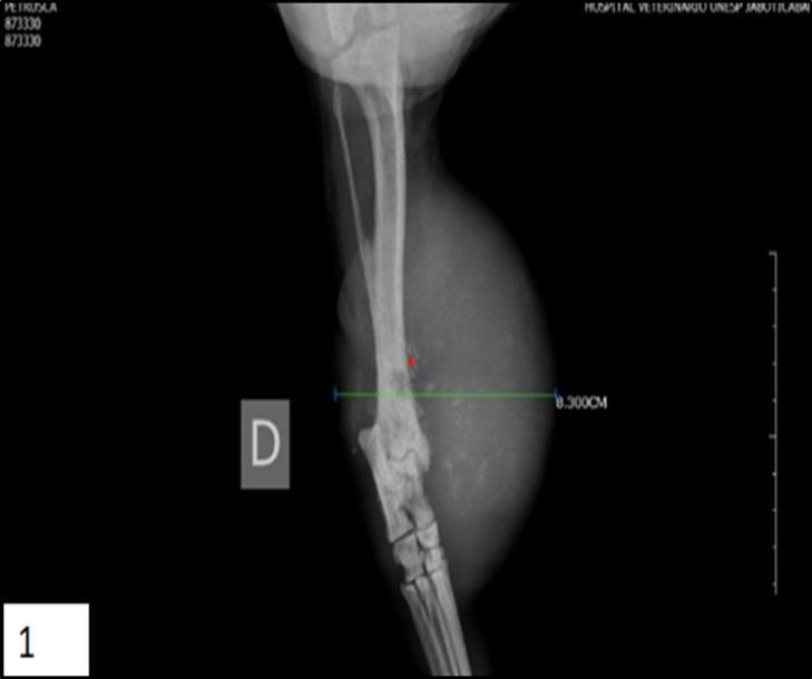 Lateral radiograph of an periosteal osteosarcoma involving the canine right tibia. The tumor displays an active periosteal reaction and homogeneous soft tissue mass adjacent on the distal third of tibia (*).