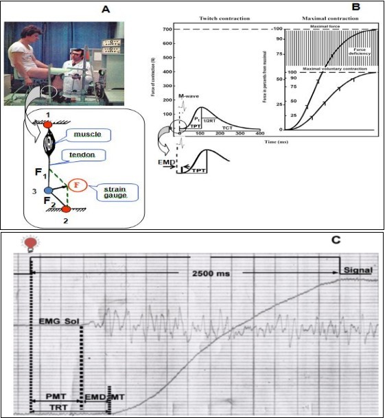 Experimental set-up and scheme estimated of parameters. A. Experimental set-up and scheme the principle of tendometry method: B. Examples measurements of mechanical response parameters in isometric twitch contraction curve (left) and in electrically evoked tetanic tension and voluntary muscle tension development (right), and measurements electromechanical delay (insert) TPT, a time-to-peak; 1/2RT, a half-relaxation time; TCT, a total contraction time; Pt, a twitch force; EMD, a electromechanical delay. C. Schematic presentation of a sample contraction showing total reaction time (TRT) with its premotor (PMT) and motor (MT) components, force-time curve and EMG recorded from m. soleus.