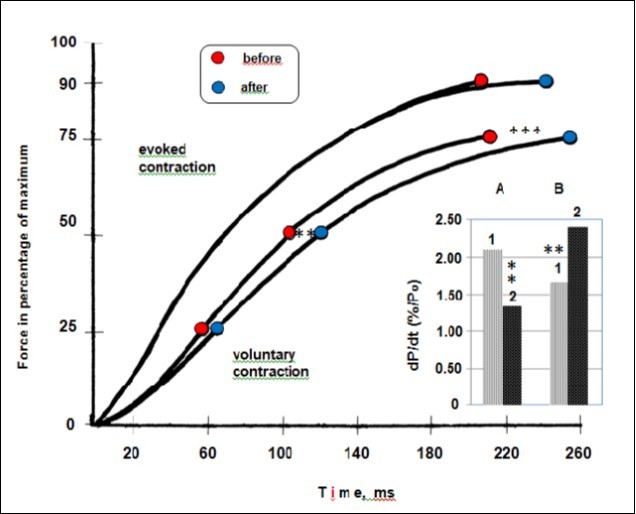 The effects of long-term space flights on development of force of the triceps surae muscle expressed relative to the maximal force (left) and the maximal rate of rise of tension development (right). Average curves showing the development of force while executing explosive voluntary contraction and as a result of electrical stimulation at 150 impulses×s-1. Significantly different between groups for corresponding contractions: **p < 0.05 ***p < 0.01