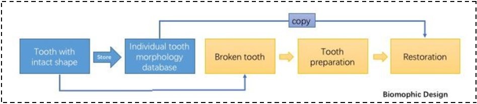 Flowchart of the biomorphic design procedure. Healthy intact tooth morphology is stored in the individual tooth morphology database for future use. When the tooth is broken, technicians can extract the stored tooth morphology with intact shape and copy it for biomorphic restoration design.