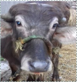 buffalo calf (1 year old) showed salivations tinged with blood