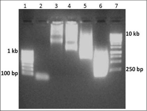 Generation of random libraries of ssDNA. TISNA approach was used to generate library of ssDNA molecules. Lane 1 100 bp ladder, Lane 2 Used F1 oligo, Lane 3-6 reaction containing ratios of 1:5000 , 1:2000, 1:1000 and 1:100 respectively, Lane 7 1 kbp ladder