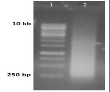 Generation of random library of dsDNA from ssDNA library. Lane 1 1 kbp ladder, Lane 2 PCR reaction run after the primer extension step