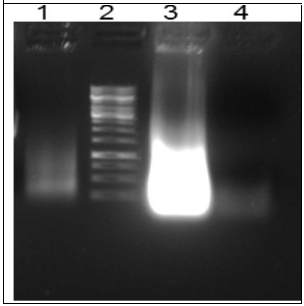 Generation of RNA library through TISNA. Lane 1 dsDNA template used in the reaction, Lane 2 1 kbp ladder, Lane 3 In vitro transcription kit reaction, Lane 4 Rnase A treated In vitro transcription reaction