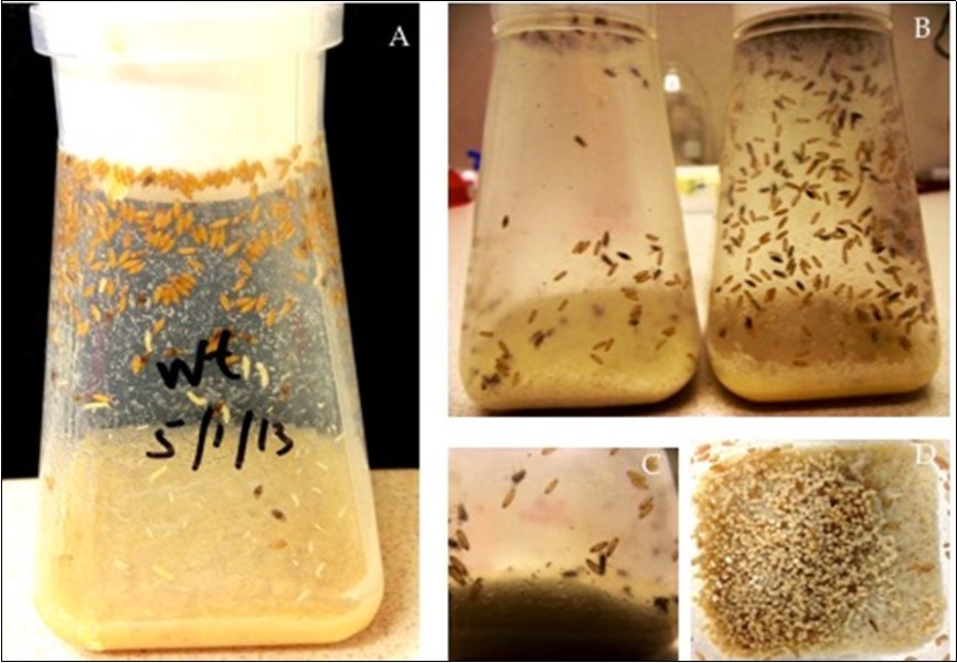 (A) Standard pupation displayed by wild-type flies. Pupation sites, in general, are chosen as far as possible from the food. (B) pupation behavior between cve pupae (left bottle) and non-cve pupae (right bottle). (C) side-view of cve flies pupating quite close to the food and (D) top-view of cve flies pupating on the food. Observations were made from two fly-bottles with equal number of flies (100 each). Equal population size was used to eliminate the effects of population density on pupation behavior.