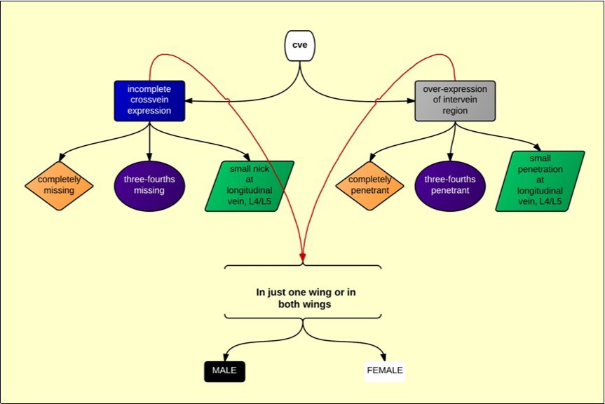 A simplified flowchart that illustrates the gradation seen in the expression of crossveinless in the Waddington experiment.