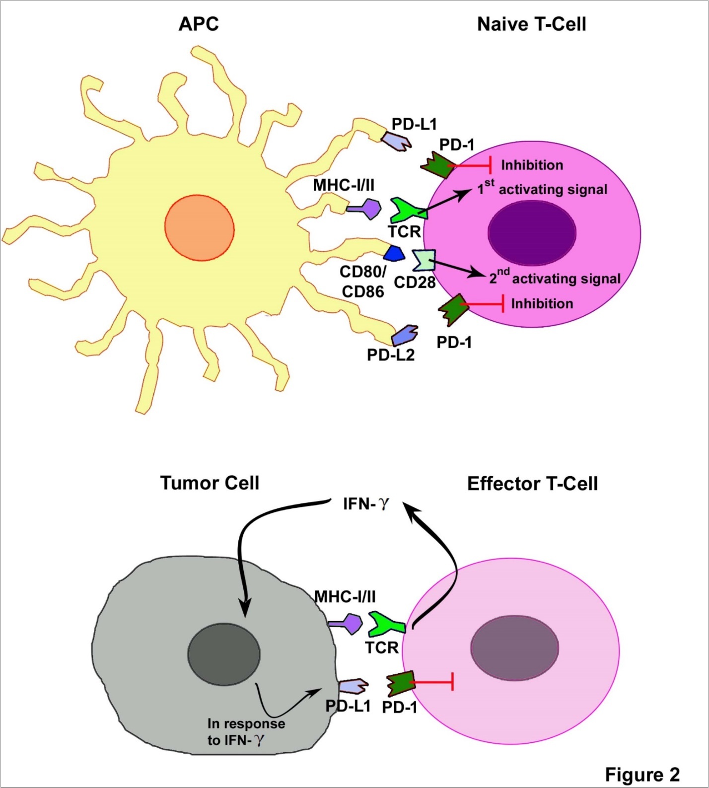 PD-1: PD-L1/2 pathway in the regulation of anti-tum or immune response