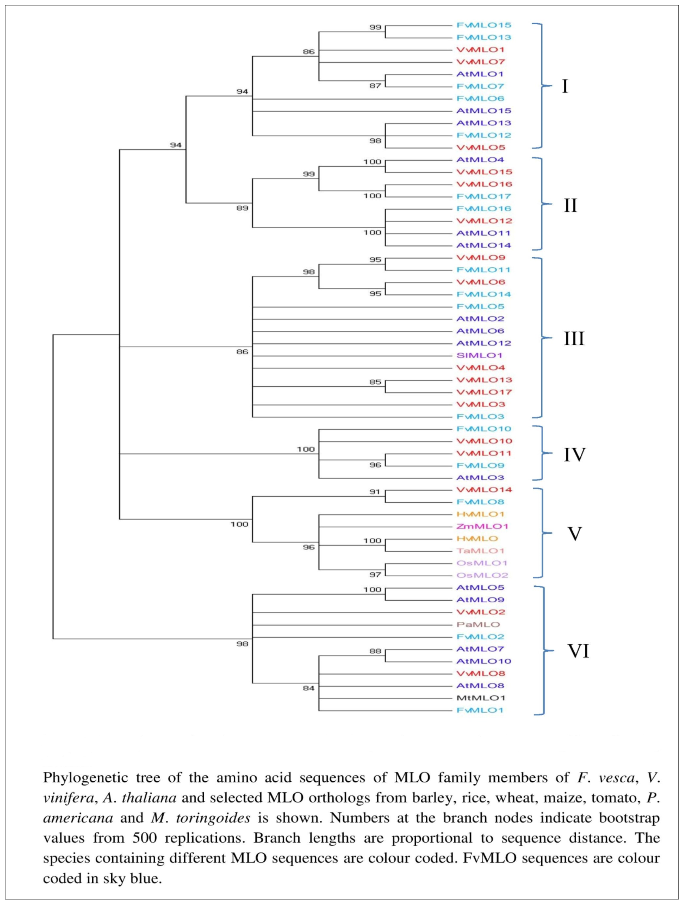 Phylogenetic relationship of MLO proteins inferred using Neighbouring-Joining method