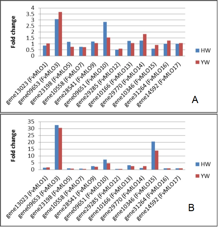 Graph showing the expression of 12 FvMLO genes based on RNA-seq absolute fold change values in HW and YW between control and 1 DAI (A), and control and 8 DAI (B).