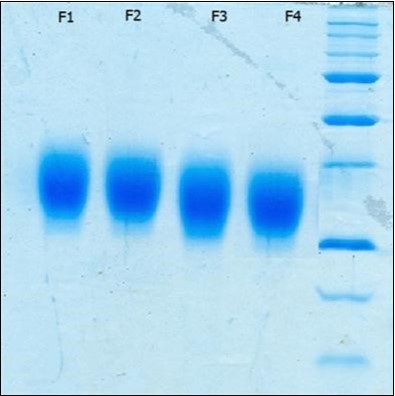 SDS PAGE of Neuro-EPO run under denaturing conditions. Samples consists of (Lane 1) Formulation 1, (Lane 2) Formulation 2, (Lane 3) Formulation 3, (Lane 4) Formulation 4 and (Lane 5) molecular weight standards.