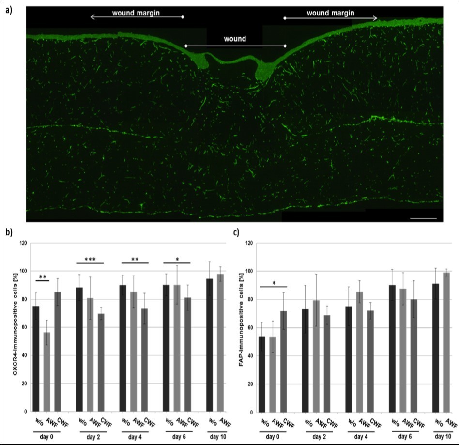 Immunohistochemical analysis of migratory activity. (a) Frontal section stained to FAP after 10 days after wound apply (AWF treatment). Both cell types were vital and actively migrating. (b) The most prominent effect was induced by the incubation with CWF. The CXCR4- immunopositive population was continuously decreased compared to the control and AWF treatment. (c) The number of FAP-expressing cells was also reduced in cultures with CWF, initiating after 2 days after injury. Faint differences were detected between the control medium and AWF supplementation. Scale bar: 250 µm