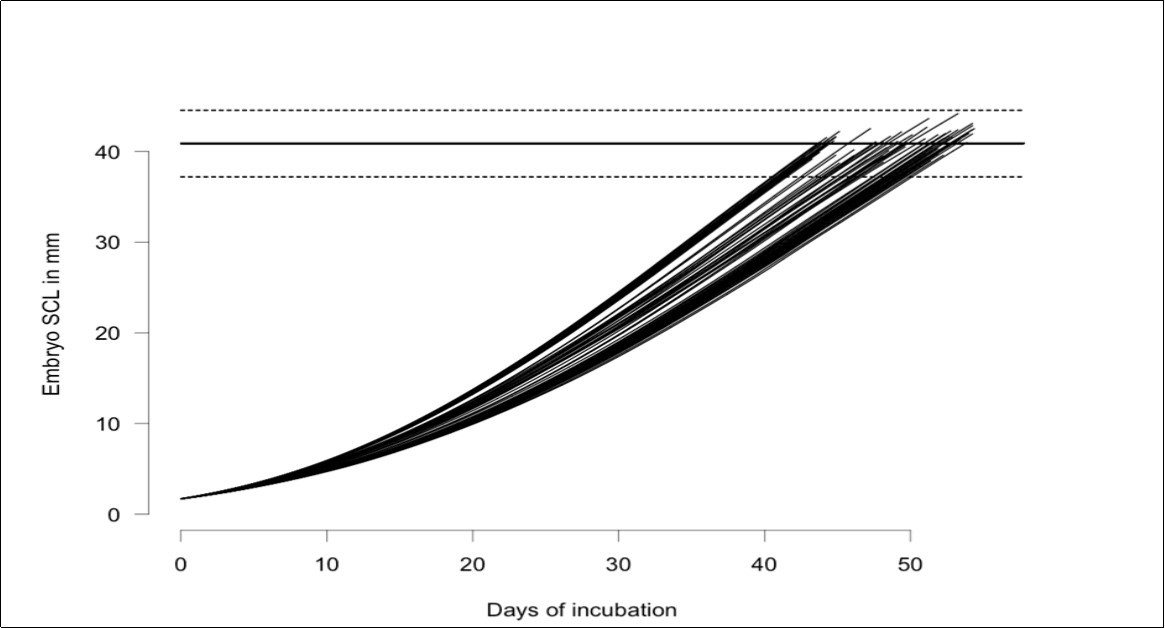Fitted straight carapace length (SCL) depending on incubation time for the 80 monitored nests of Lepidochelys olivacea, from Monterrico, Guatemala. The horizontal lines are the observed hatching size and twice the standard deviation.