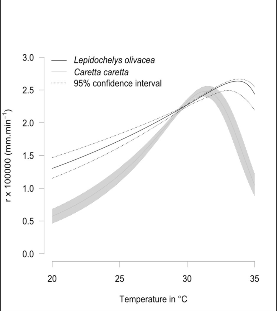 Fitted growth rate r(T) of straight carapace length (SCL) depending on incubation temperature T for Lepidochelys olivacea (this study) and Caretta caretta 43. The envelope in dashed lines is the 2.5% and 97.5% quantiles.
