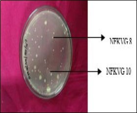 Enriched bacterial isolates growing on NDA medium