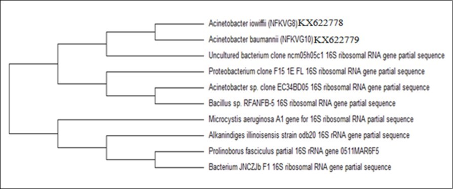Phylogenetic analysis of the bacterial strains NFKVG 8 and NFKVG10