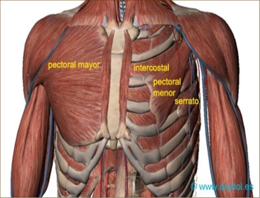 anatomy of pectoral muscle
