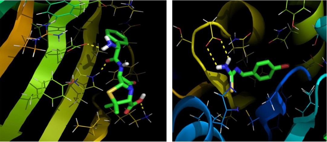 The Binding pose of Ampicillin (a) and BBTU (b) with 3U2D receptor.