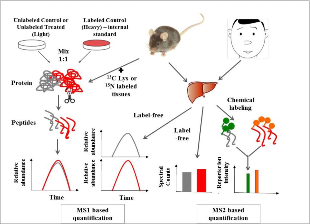 strategies for large-scale quantitative proteomics analyses.