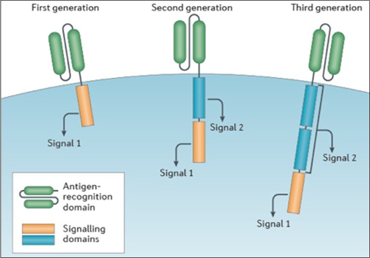 CAR designs contain an antigen-recognition domain and a signaling domain that provides 'signal 1' to activate T cells. Only this signaling domain is present in first-generation CARs. By contrast, a co-stimulatory signaling domain that provides 'signal 2' is added in second-generation CARs, and in third-generation CARs two co-stimulatory signaling domains are added.4