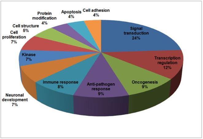 Functional groups of genes which are up- and down-regulated by FIP-2. The genes were separated into groups using Gene Ontology and are presented as percentages for each functional group.