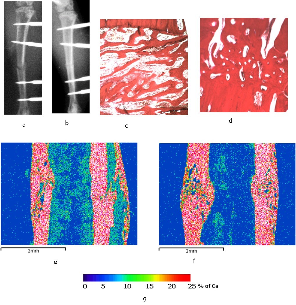 The rat tibias 14 days after surgery: а, c, e – the bones of the animals from the control group; b, d, f – the bones of the animals from the experimental group; а, b – X-rays; c, d – light microscopy of histological sections, staining by Van Gieson; e. f - images in the characteristic X-ray radiation of calcium atoms, lens 5, eyepiece 5; g - scale of calcium concentration in micro-sections (pixels) of the image.