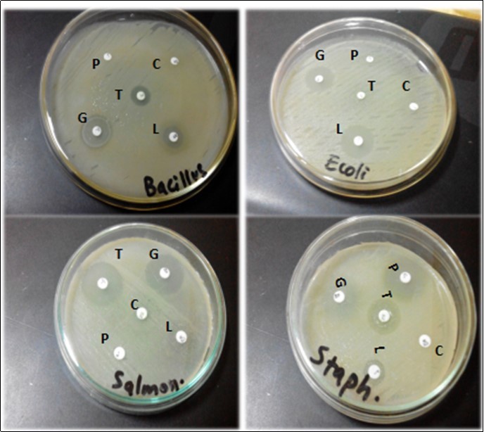 Zone of inhibition of various bacterial isolates using different antibiotic disks. Whereas P= Penicillin, C= Cefotaxime, G= Gentamicin, L= Levofloxacin and T=Tetracyclin