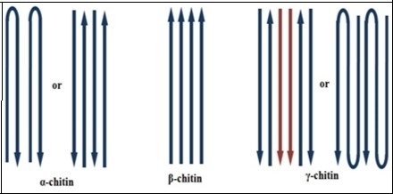 Schematic representation of three different polymeric configurations (α, β and γ) of chitin.