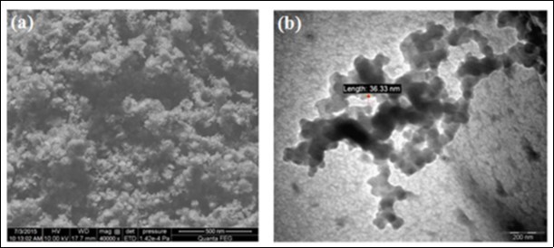 a) SEM and b) show TEM micrograph of chitin nanoparticles synthesized from the shells of Penaeus monodon Fabricius (Reprinted from 17).