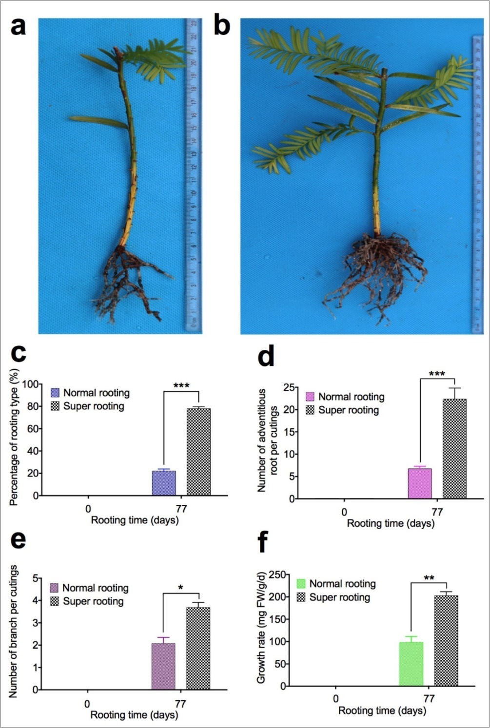 Adventitious root formation in cuttings of Taxus chinensis var. mairei. During the in vitro rooting process in T. chinesis, we identified two genotypes of rooted cuttings at 77 days of in vitro rooting. One type of rooted cuttings has low rate of root formation with low number of adventitious roots and lateral roots (Fig. 1a, normal rooting cuttings), another type of rooted cuttings has high rate of root formation with high number of adventitious roots and lateral roots (Fig. 1b, super rooting cuttings). Percentage of rooting types (Fig. 1c), Number of adventitious roots per cuttings (Fig. 1d), number of branch per cuttings (Fig. 1e), and growth rate (Fig. 1f) were measured for rooted cuttings. The statistically significant difference between groups was determined by one-way ANOVA. Data are presented as means of five independent experiments. Error bars represent standard error. The asterisk indicates significant differences compared to the rooted cuttings with low rate of root formation, as assessed by a t-test. ***P<0.001, significant relative to control. Vertical bars indicate standard error.