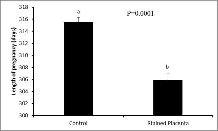 Length of pregnancy in animals with and without retained fetal membranes (P<0.05)