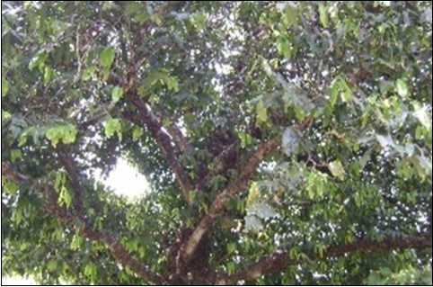 Diospyros malabarica tree