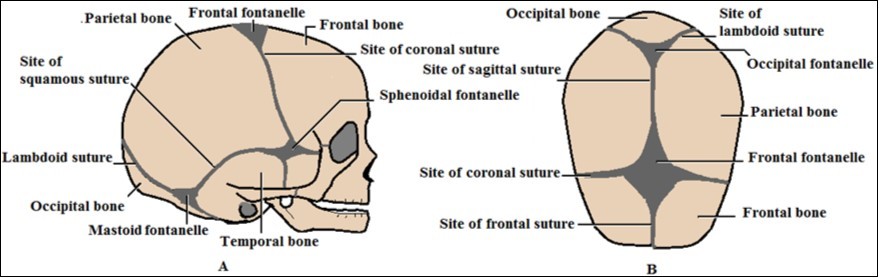 Diagrams of neonatal skull showing bones, sutures and fontanelles of the vault: A) Lateral view; B) Superior view