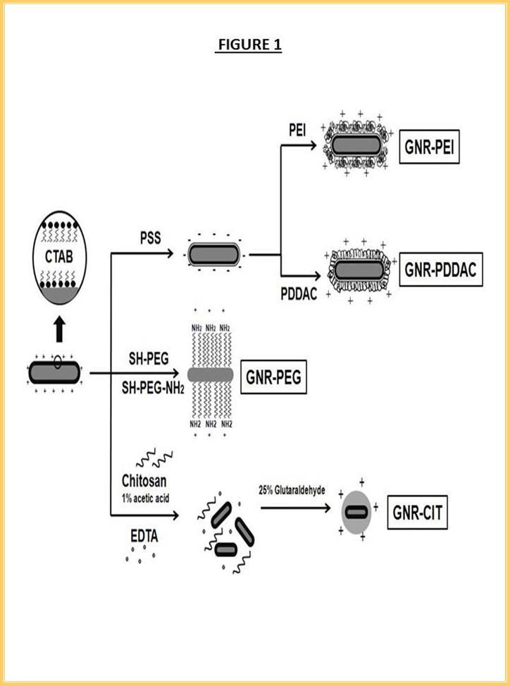 Preparation of cationic GNR-PEI, GNR- PDDAC, GNR-PEG and GNR-CIT. Three different techniques have been used: (i) Layer-by-layer, deposition of negatively charged layer (PSS) was followed by another cationic polymers (PEI and PDDAC) . (ii) Ligand exchange, the original ligand (CTAB) was replaced by amine functionalized thiolated PEG (iii) Encapsulation, GNR was encapsulated in a chitosan matrix by crosslinking chitosan shell using glutaraldehyde.