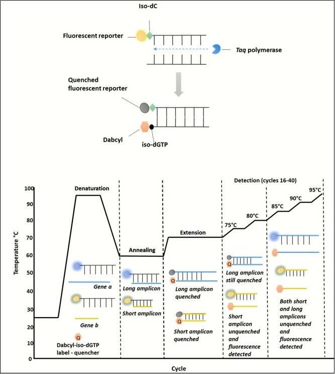 The Plexor® qPCR requires a florescent reporter, adjacent to an Iso-label, to be attached to one of the primers in each pair. Florescence is then quenched by incorporation of a Dabcyl-iso-dGTP label contained in the mastermix, when bound to another DNA strand during the extension phase of the PCR cycle. Therefore , as a product increases , florescence decreases. When the amplicon melts, the strands dissociate and the quencher is released. Shorter amplicons melt at lower temperature to longer ones, allowing differentiation between the product.