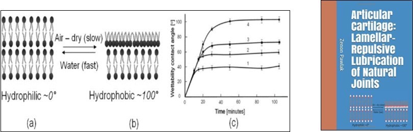 The wettability contact angle (o) as a function of air-drying time (a) in aqueous electrolyte and (b) air-dry conditions; (c) AC surface depleted in (chloroform/methanol (2:1,v/v). Curve (1) after 17 min, Curve (2) 7 min, Curve (3) 3 min; Curve (4) normal (untreated) AC surface; (n = 7, error bars = 95% confidence limit). (d) Book cover “Articular cartilage: Lamellar-repulsive lubrication of natural joints” 1.
