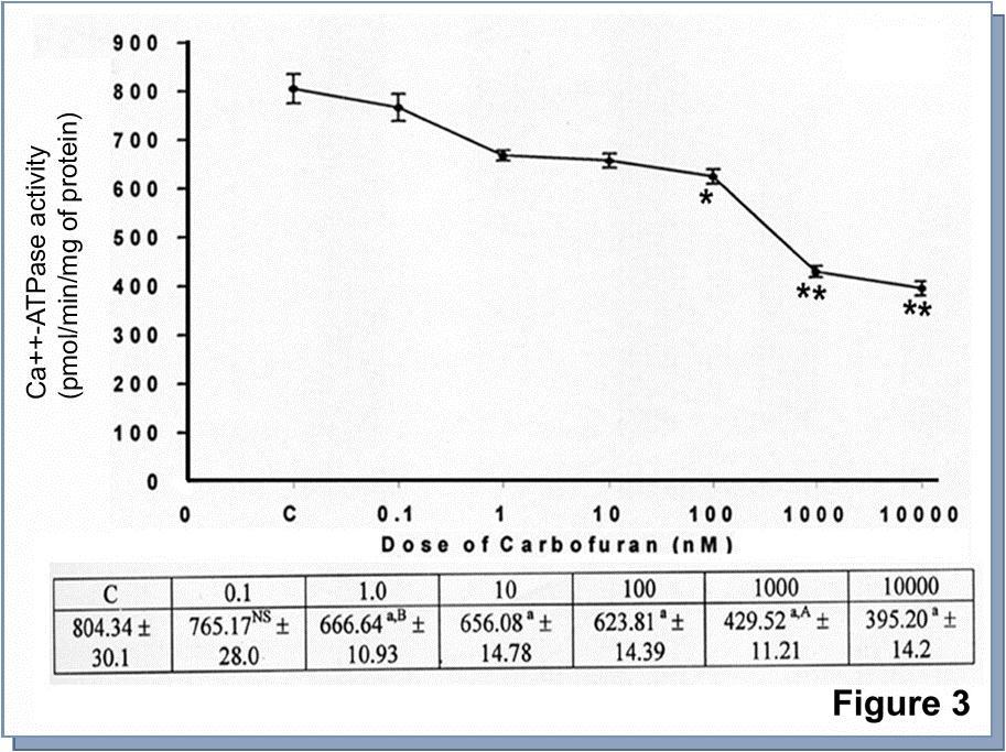 Quantification of membrane Ca++-ATPase activity from carbofuran treated primary culture of catfish hepatocytes. Ca++-ATPase activity was measured from cultured hepatocytes according to ‘Materials and methods’. Each value represented the mean ± SE of six culture plates. a, indicated the level of significance p<0.001 compared to control. A (p<0.001), B (p<0.01) indicated the level of significance compared to particular dose with next high dose. NS, indicated the value was not significant compared to control.