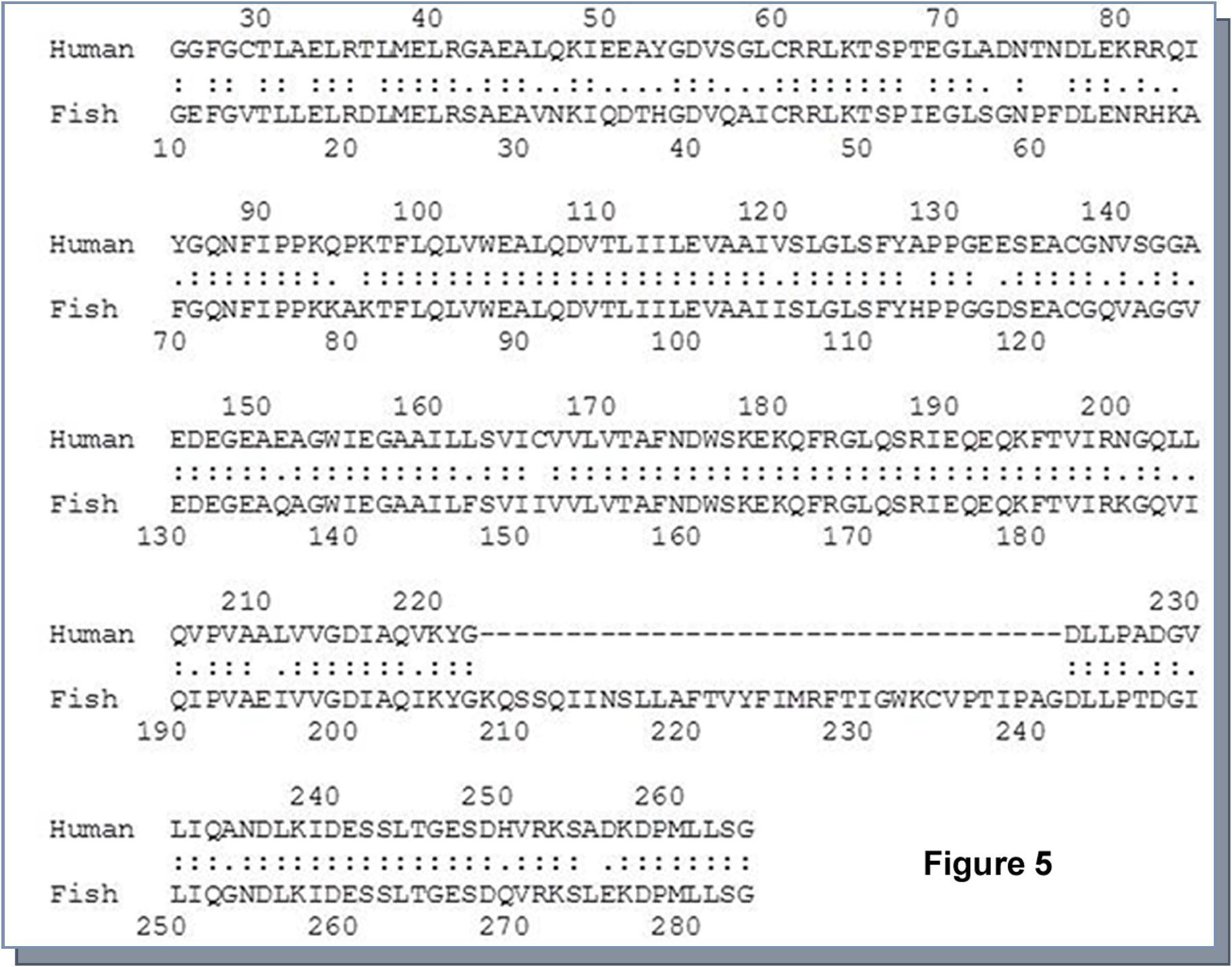 Determination of homology of Ca++-ATPase enzyme between Heteropneustes fossilis and Homo sapiens. With the help of pairwise sequence alignment tool from European Bioinformatics Institute, ‘Clustal W and Clustal X (Version2)’ the homology of Ca++-ATPase enzyme was examined. It appeared that there was 69.7% identity of Ca++-ATPase enzyme between these two species.