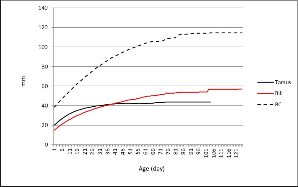 Average growth curves of tarsus, bill and BC.