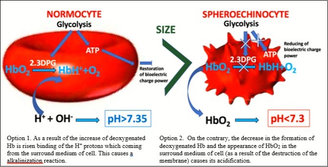 Scheme of the simplified mechanism of the obtained results.
