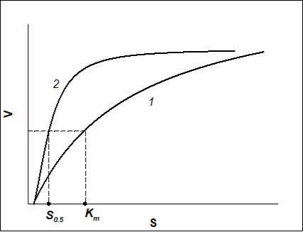 Dependence of the rate of enzymatic reaction (V)on the initial substrate concentration (S) when Hill coefficient n=1 (Michaelis-Menten kinetics) (curve 1) and when n>1 (sigmoid curve described by Hill equation, positive kinetic cooperativity) (curve 2).