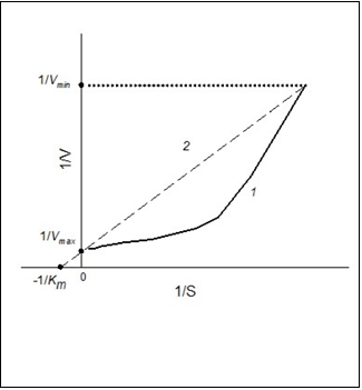 Dependence of the rate of enzymatic reaction (V)on the initial substrate concentration (S) in reciprocal coordinates for positive kinetic cooperativity (1) and hyperbolic dependency (2).