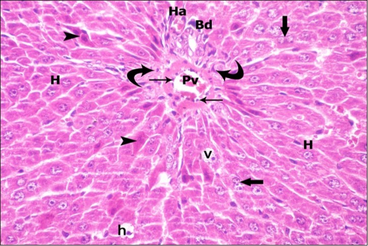 A photomicrograph of a section in the liver of ZnONPs & VE- treated adult albino rat showing portal area; portal vein (Pv) with flat endothelial lining (thin arrows), bile duct (Bd) and hepatic artery (Ha). Few inflammatory cells are observed (curved arrows). Most of hepatocytes with vesicular nuclei (H) show strong acidophilic cytoplasm (arrow head), some hepatocytes with darkly-stained nuclei (h) and vacuolated cytoplasm (v). Binucleated cells (thick arrows) are also seen. (H&E X400)