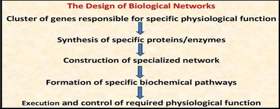 The design of biological networks