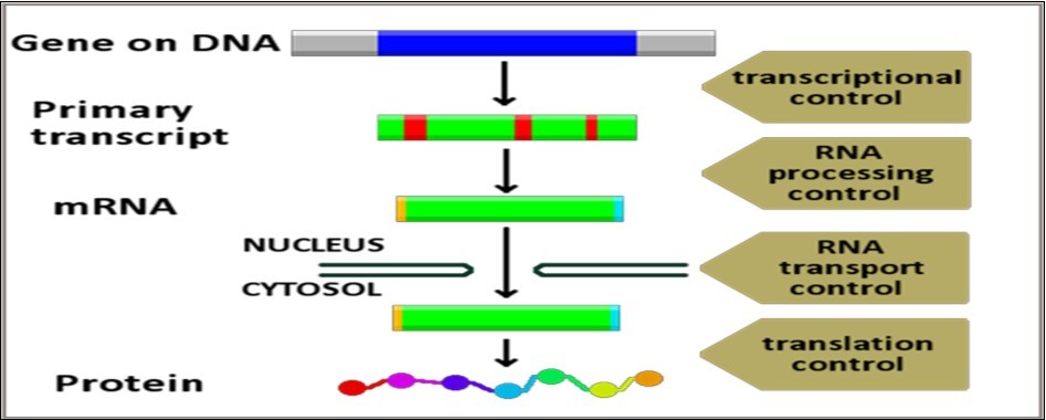 Transcription-translation regulatory networks