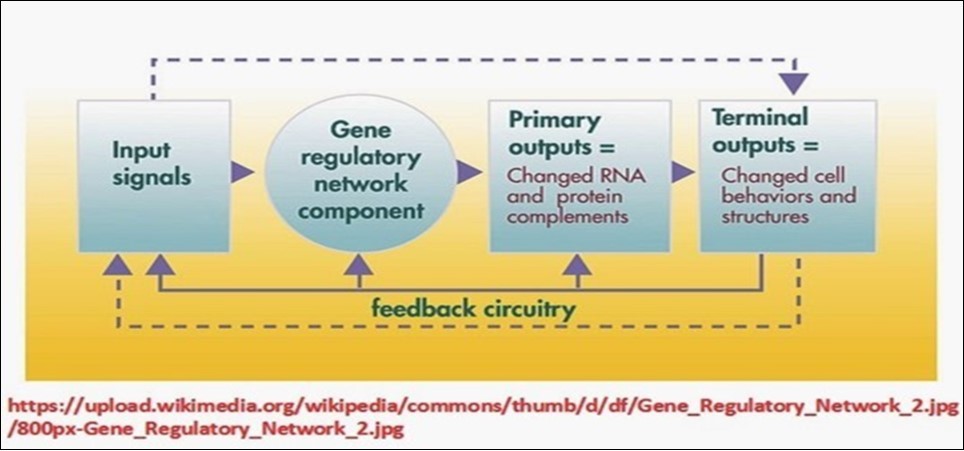 General scheme of genetic regulatory networks