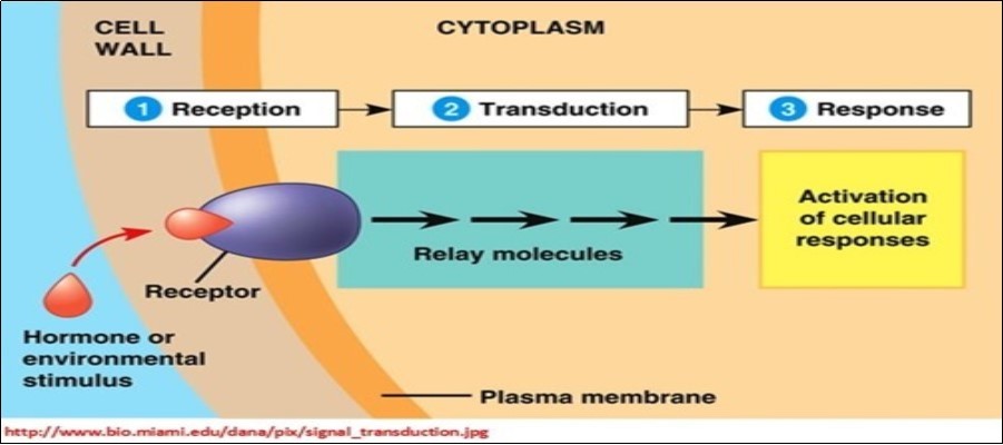 Concept of signal transduction