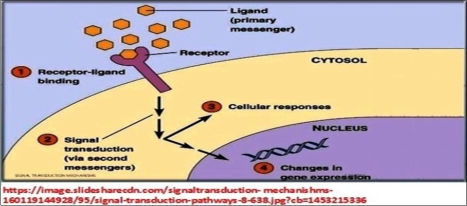 Mechanism of signal transduction