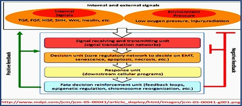 Regulation of signal transduction networks