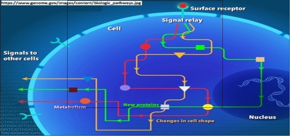 The concept of biological/biochemical pathways